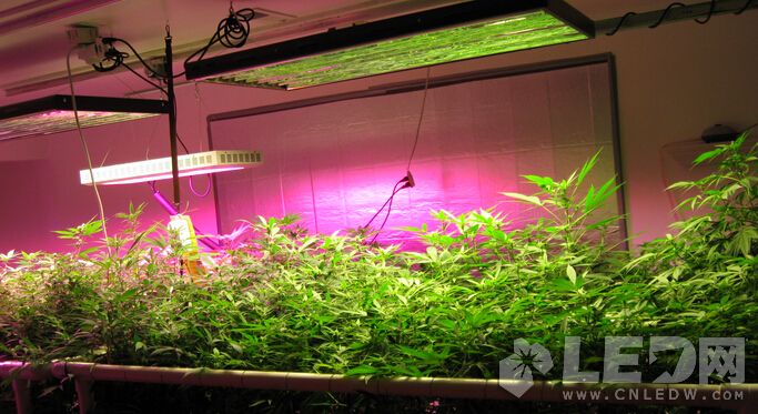 LED植物生长灯知识